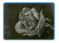 Draw a rose with Charcoal
