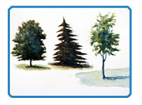 Watercolor Trees