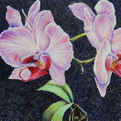 Colored Pencil Orchid