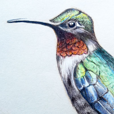 Polychromos Colored Pencils