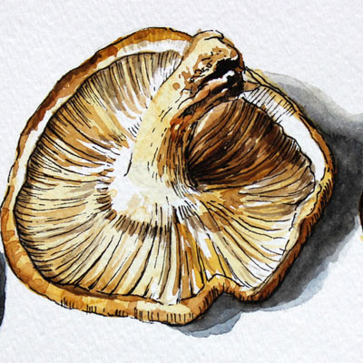 Watercolor & Ink Mushrooms