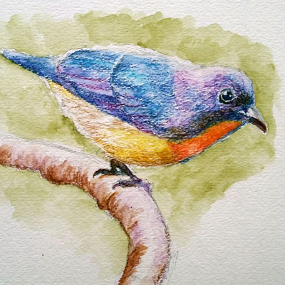 Watercolor Pencils Bird