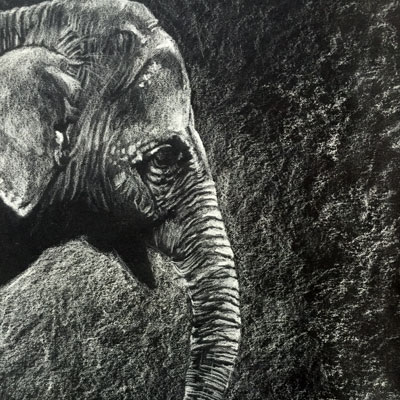 White Charcoal Elephant