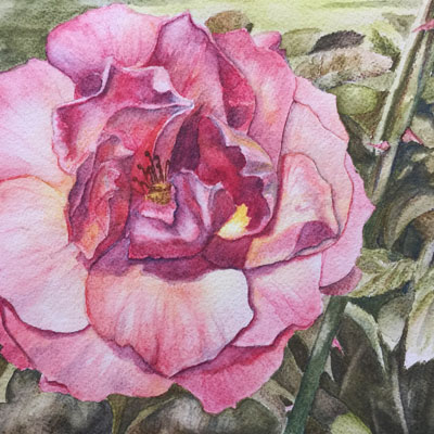 Watercolor Pencils Flower Lesson