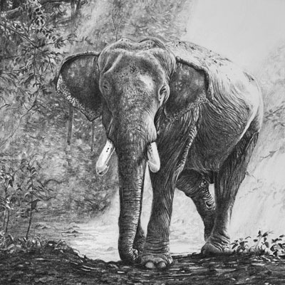 Graphite drawing lesson series - Elephant