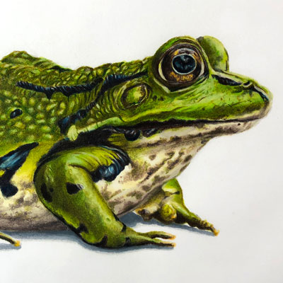 How to Draw with Markers and Colored Pencils - Frog 