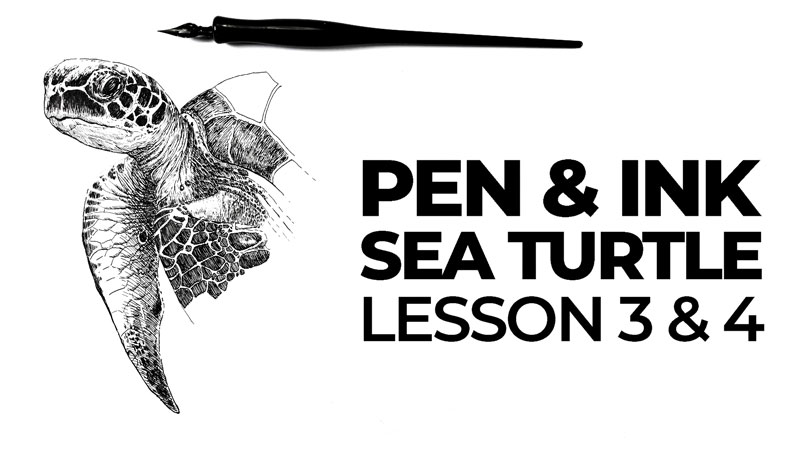 Sea Turtle with Pen and Ink Live Lesson Series