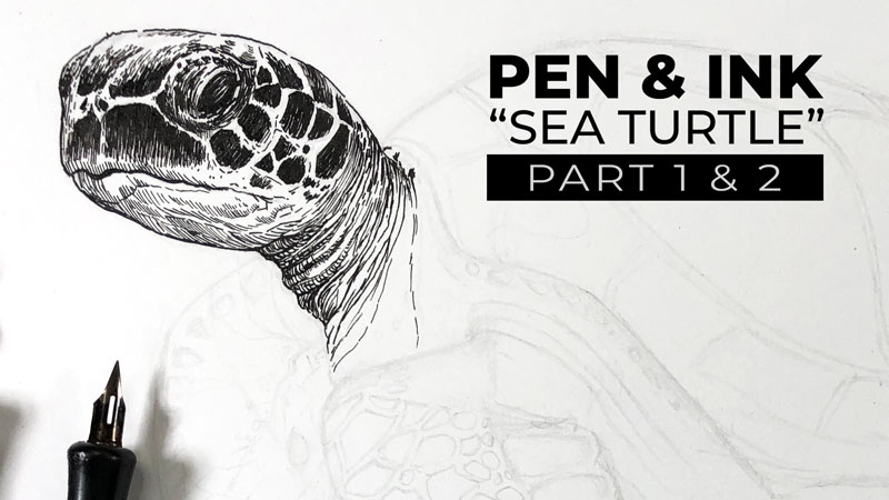 Sea Turtle with Pen and Ink Live Lesson Series