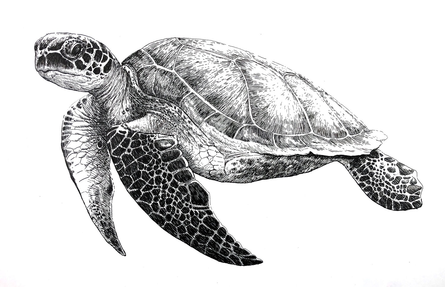 Sea turtle drawing with pen and ink