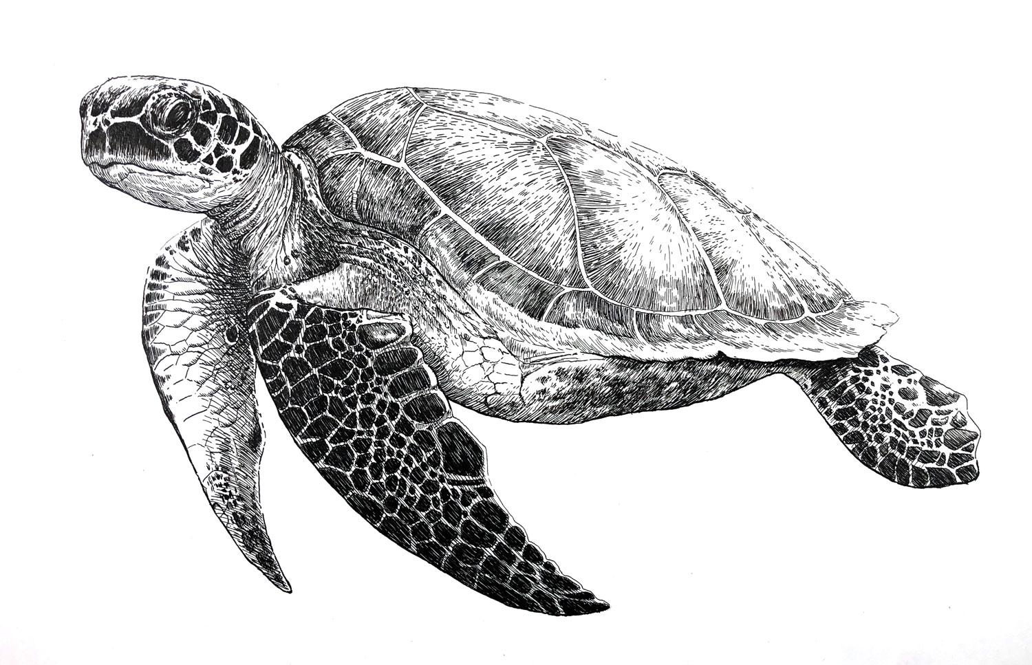 Pen And Ink Sea Turtle