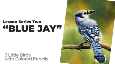 Blue Jay colored pencil drawing reproduction – Carrieanne's Art