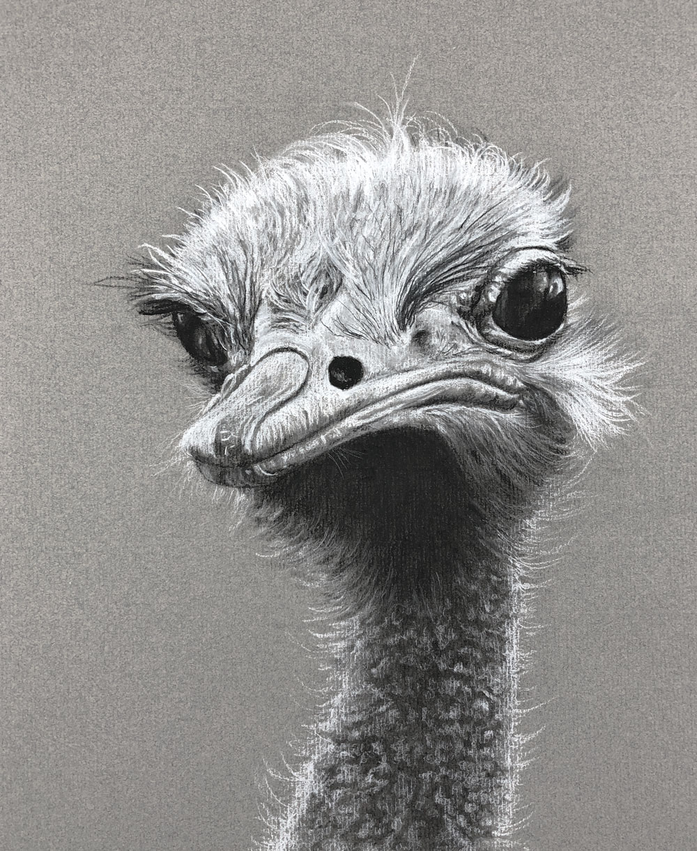 Charcoal drawing of an ostrich
