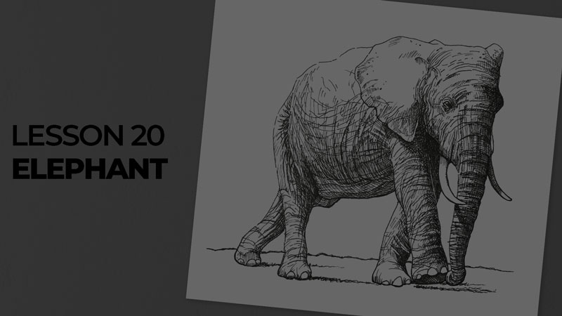 Subjects with ink - elephant