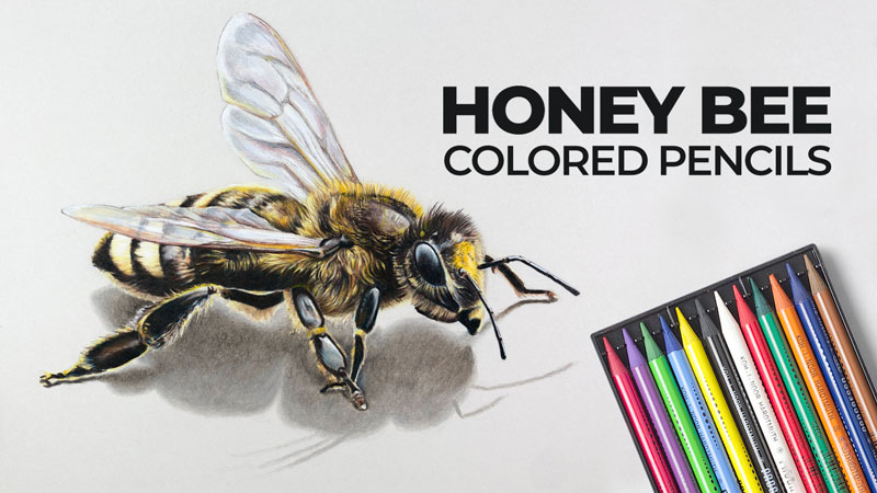 Bee drawing with colored pencils