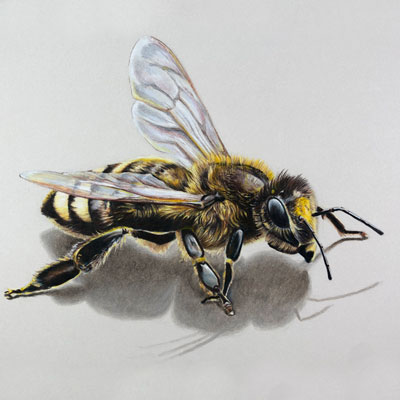 Bee with Colored Pencils