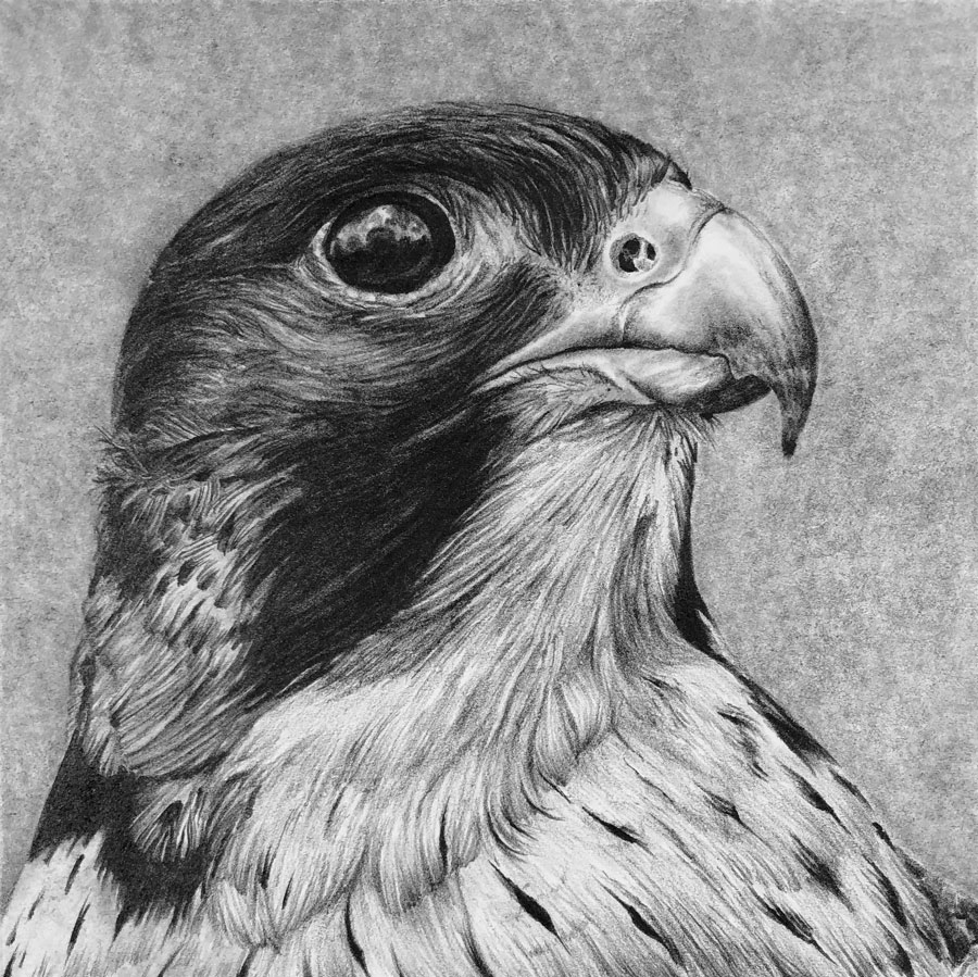 Realistic Pencil Drawing Grid Drawing Falcon