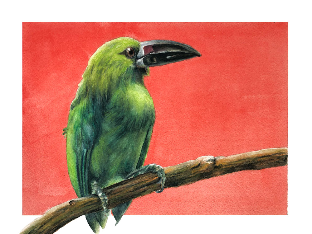 watercolor pencil drawing of a bird