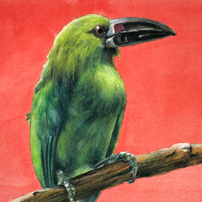 Watercolor Pencil Bird Series