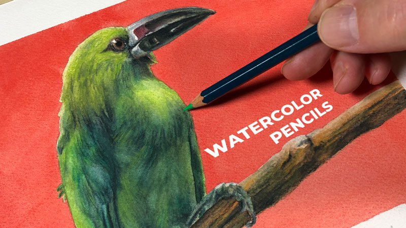 Green Bird with Watercolor Pencils - Lesson Series