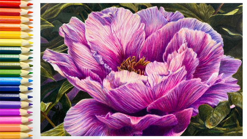 Peony with Colored Pencils