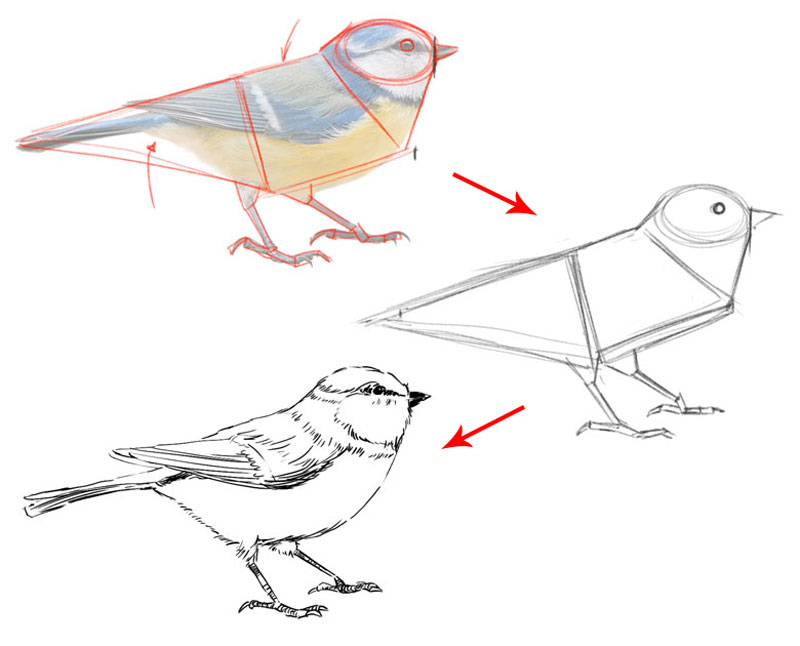 The Role of Basic Shapes in Drawing: A Beginner's Guide - NFT Art with  Lauren McDonagh-Pereira Photography