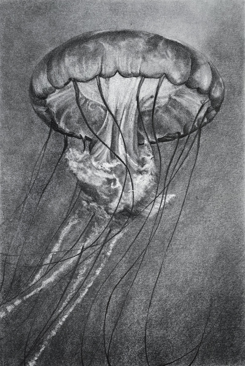 Jellyfish drawing with graphite