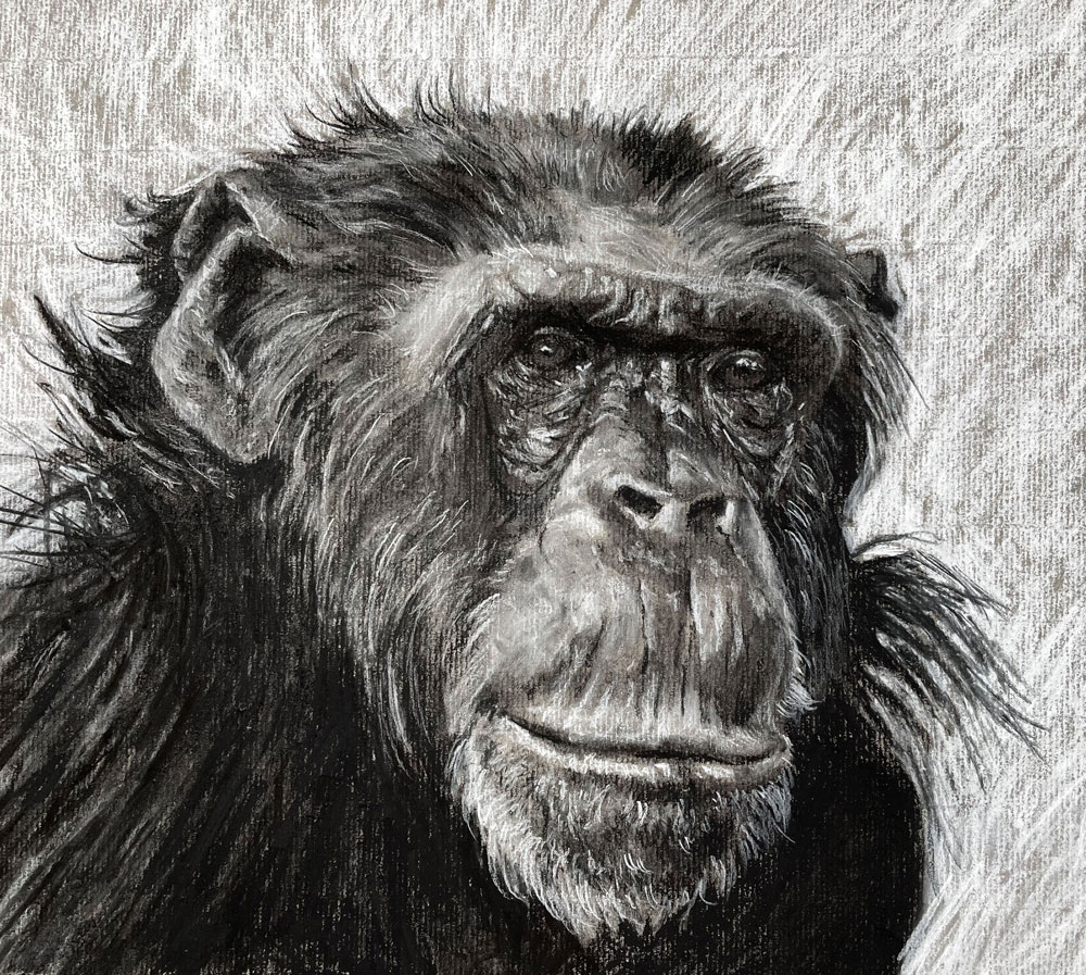 charcoal drawing of a chimpanzee