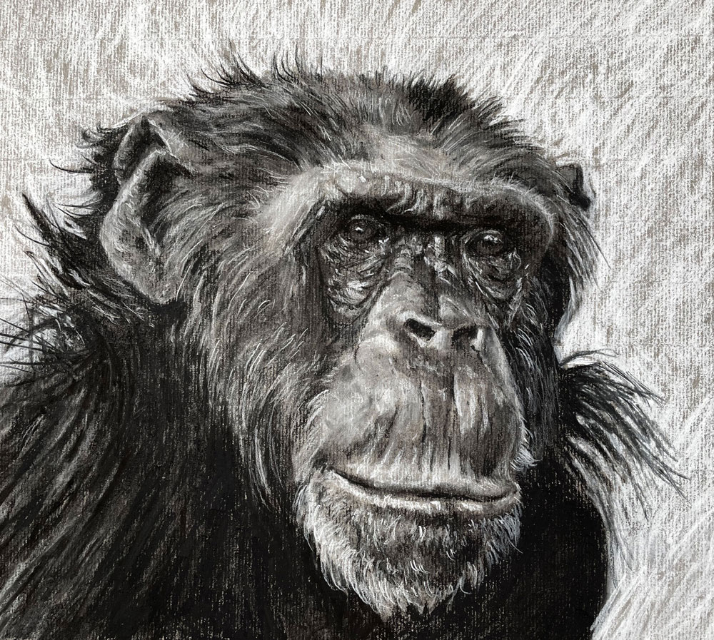 Charcoal Drawing Course – Animal Portrait