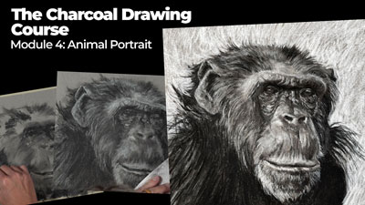 Chimpanzee Drawing with Charcoal
