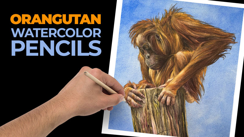 Orangutan Painting with Watercolor Pencils