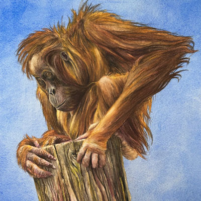 Orangutan with Watercolor Pencils