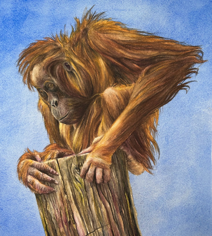Orangutan with Watercolor Pencils