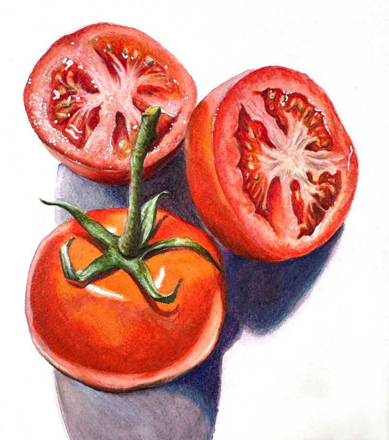 Watercolor and Colored Pencils - Tomatoes
