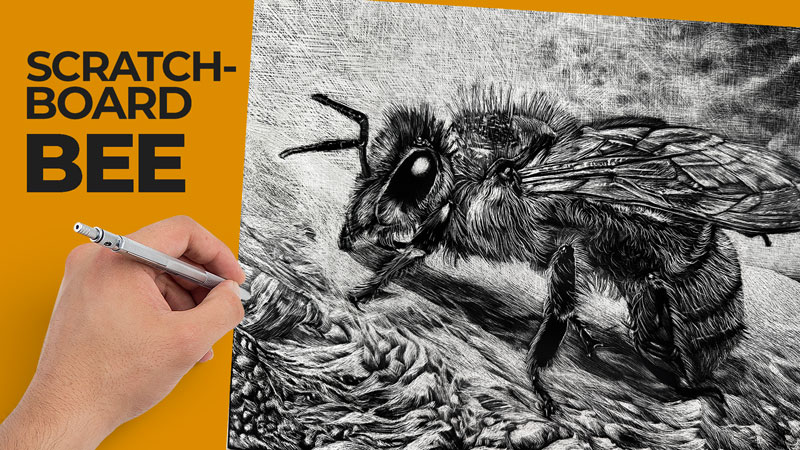 Scratchboard Lesson Series - Bee