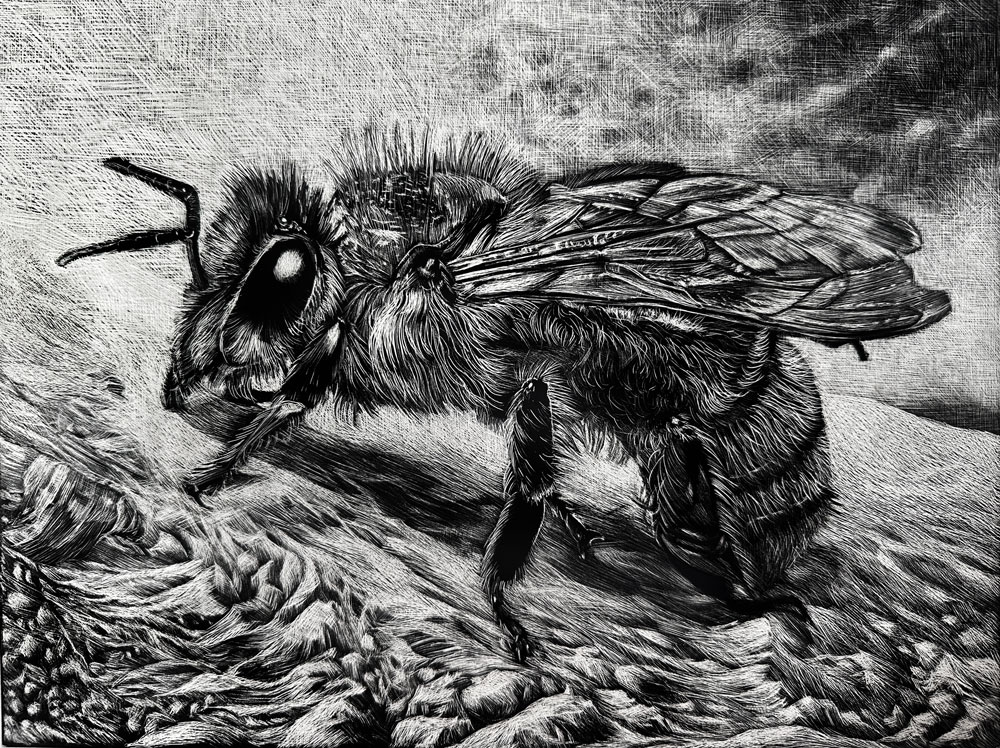 Scratchboard Art - Bee