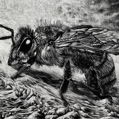 Scratchboard - Bee