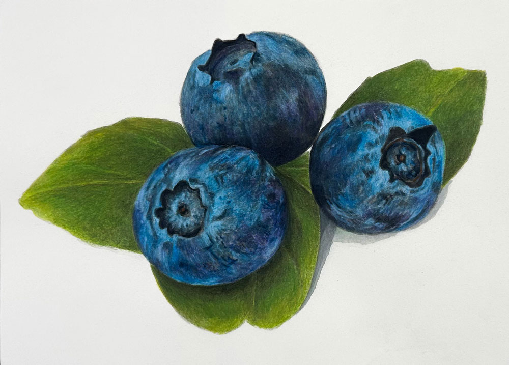 Ink and Colored Pencils - Blueberries