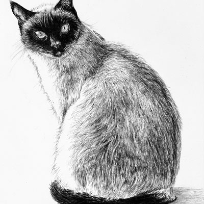 Cat with Ballpoint Pen Class