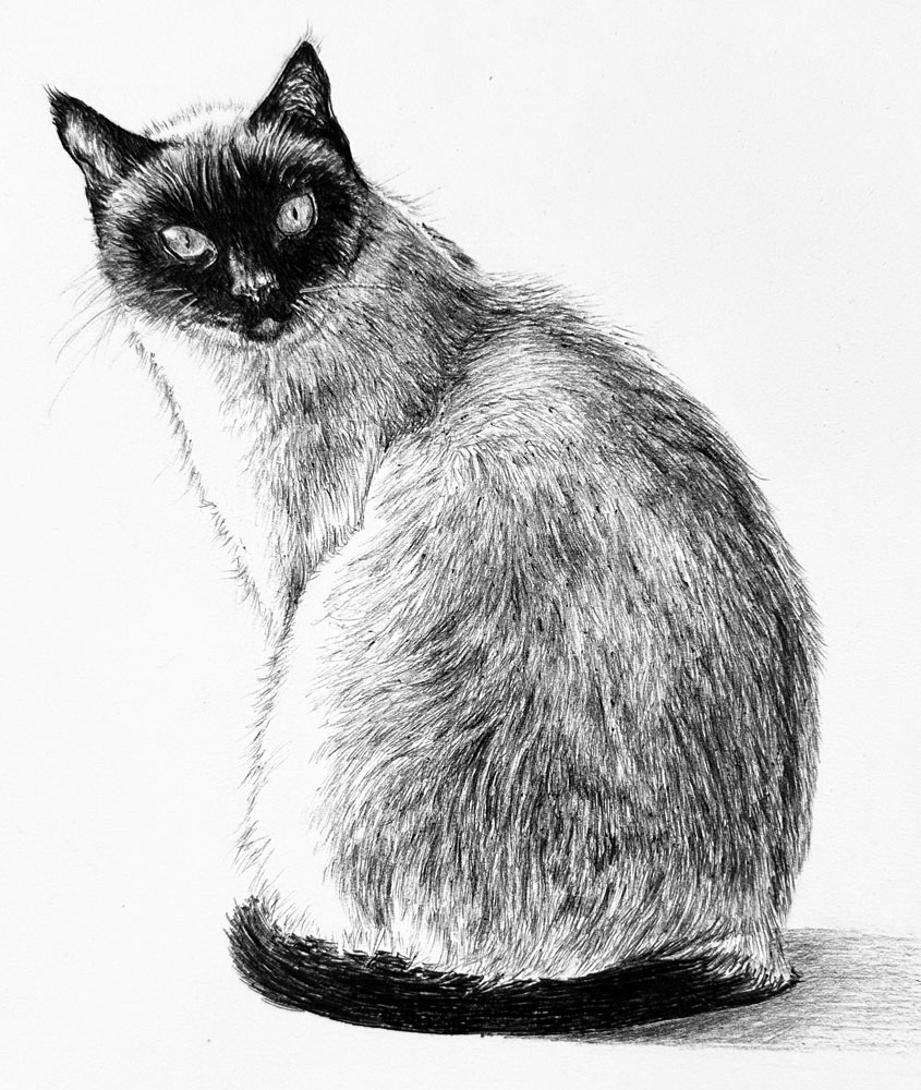 Ballpoint Pen Drawing of a Cat