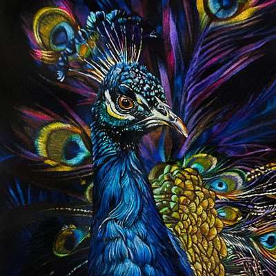 Peacock with Colored Pencils