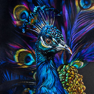 Peacock with Colored Pencils