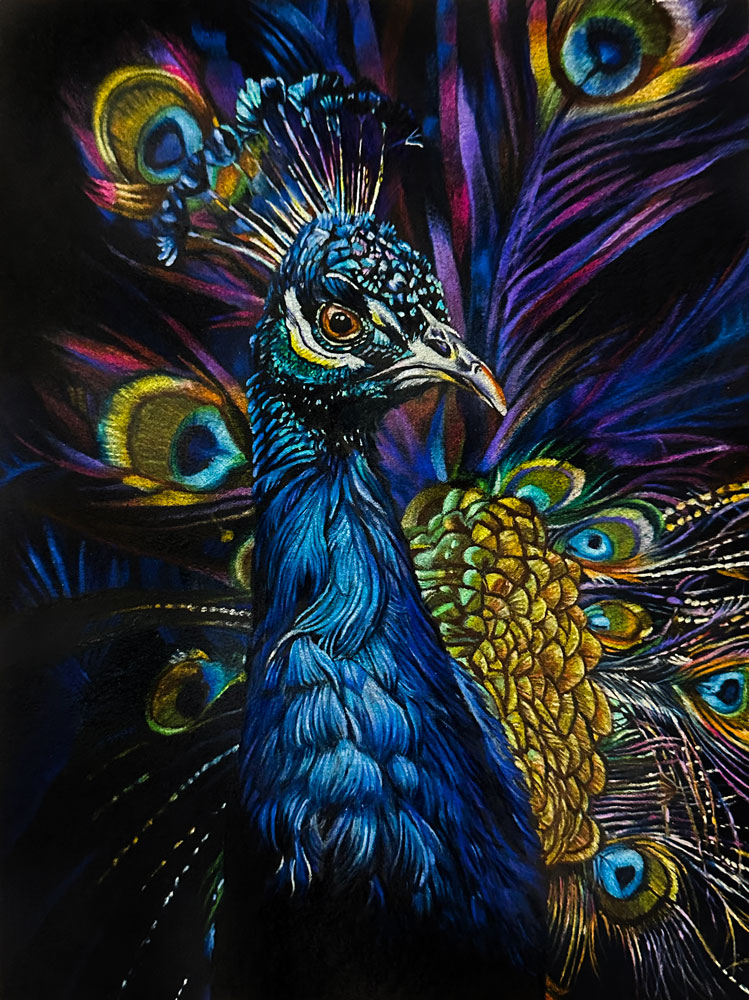Peacock Drawing with Colored Pencils