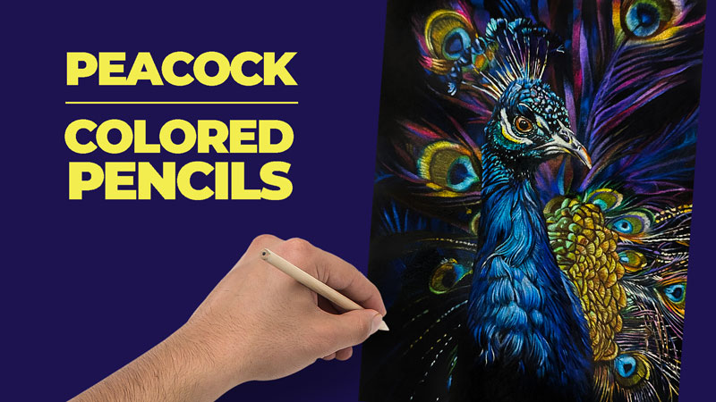 Peacock Drawing with Colored Pencils