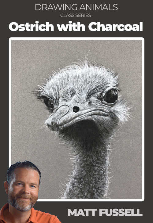Ostrich with charcoal drawing lesson series