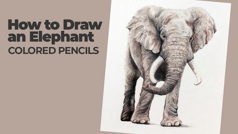 How to draw an elephant with colored pencils