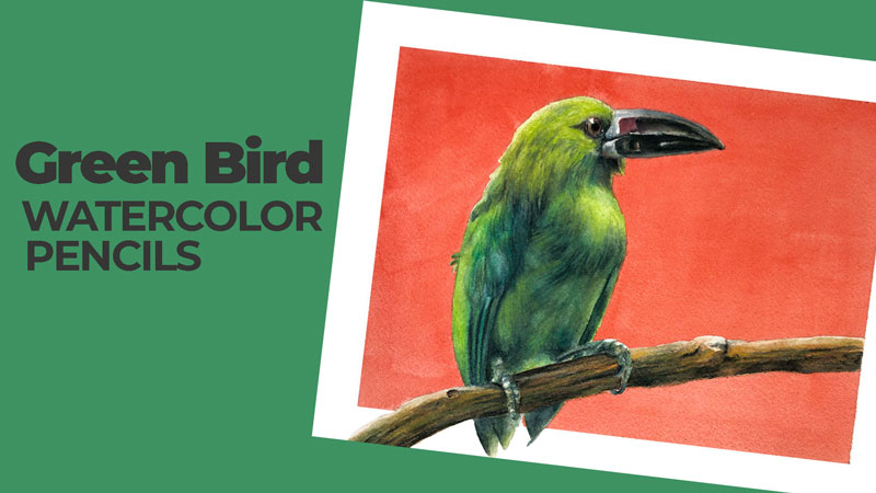 Green Bird with Watercolor Pencils