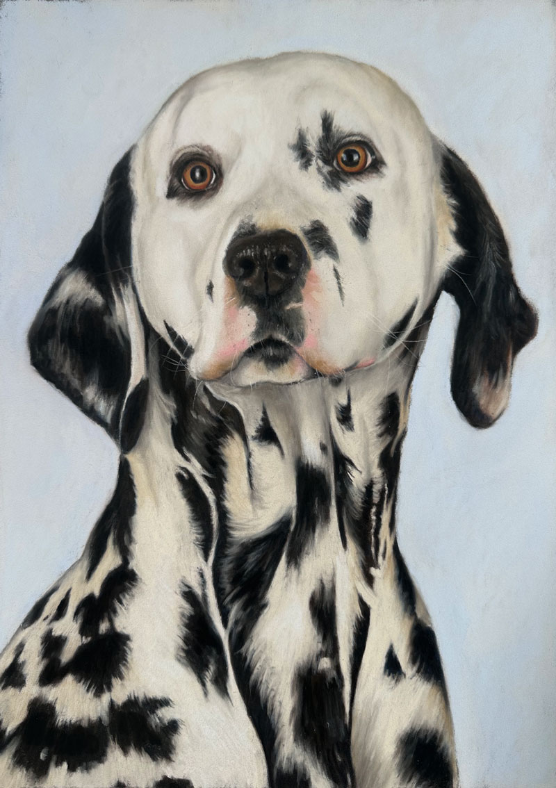 white dog drawing with pastels