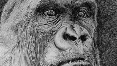 The Secrets to Drawing - Drawing From Photos