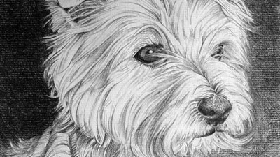 Graphite drawing of a dog - step by step