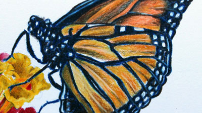 Butterflies and Birds in Colored Pencil and Pastel